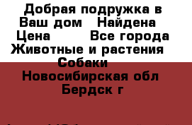 Добрая подружка,в Ваш дом!!!Найдена › Цена ­ 10 - Все города Животные и растения » Собаки   . Новосибирская обл.,Бердск г.